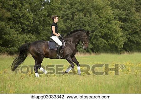 Woman galloping on a Holsteiner horse across a meadow View Large Photo Image Stock Image - Woman galloping on a Holsteiner horse across a meadow. Fotosearch