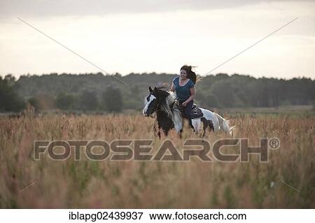 Stock Photo - Woman gallopping on an Irish Tinker across a meadow. Fotosearch