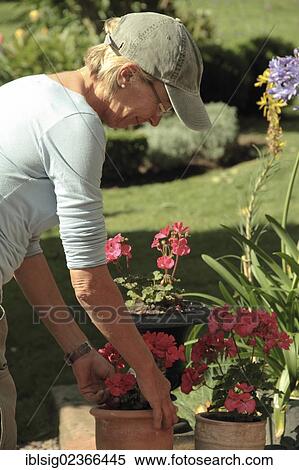 Stock Photography - Woman gardening. Fotosearch