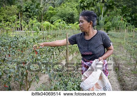 "Woman harvesting chili peppers (Capsicum), Simeulue, Indonesia, Asia" View Large Photo Image Picture - "Woman harvesting chili peppers (Capsicum), Simeulue, Indonesia, Asia". Fotosearch