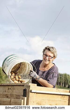 Woman harvesting potatoes View Large Photo Image Stock Photograph - Woman harvesting potatoes. Fotosearch