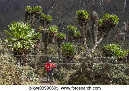 "Woman hiking beside Giant Groundsels (Dendrosenecio) in the Rwenzori Mountains, Kasese, Uganda, Africa" View Large Photo Image Stock Photography - "Woman hiking beside Giant Groundsels (Dendrosenecio) in the Rwenzori Mountains, Kasese, Uganda, Africa". Fotosearch
