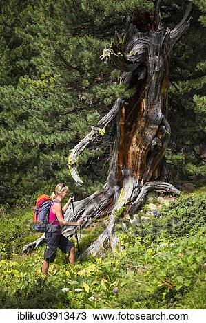 "Woman hiking through the pine forest God Tamangur, behind a Swiss pine (Pinus cembra), Val S-charl, Swiss National Park, Graubunden, Switzerland, Europe" View Large Photo Image Stock Image - "Woman hiking through the pine forest God Tamangur, behind a Swiss pine (Pinus cembra), Val S-charl, Swiss National Park, Graubunden, Switzerland, Europe". Fotosearch