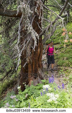 "Woman hiking through the pine forest, God Tamangur Forest, Val S-charl, Swiss National Park, Graubunden, Switzerland, Europe" View Large Photo Image Stock Photo - "Woman hiking through the pine forest, God Tamangur Forest, Val S-charl, Swiss National Park, Graubunden, Switzerland, Europe". Fotosearch