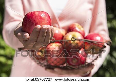 "Woman holding an apple and a bowl of apples, Germany, Europe" View Large Photo Image Stock Photo - "Woman holding an apple and a bowl of apples, Germany, Europe". Fotosearch