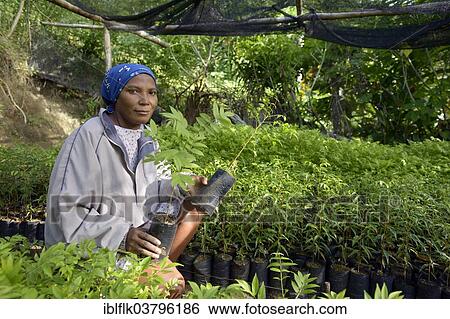 "Woman holding seedlings in a nursery, Village Morin, Leogane, Haiti, North America" View Large Photo Image Stock Photograph - "Woman holding seedlings in a nursery, Village Morin, Leogane, Haiti, North America". Fotosearch