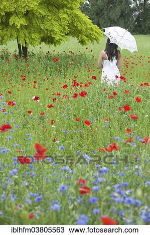 "Woman in white summer dress standing on a meadow with blossoming poppies (Papaver rhoeas), Lower Saxony, Germany, Europe" View Large Photo Image Stock Image - "Woman in white summer dress standing on a meadow with blossoming poppies (Papaver rhoeas), Lower Saxony, Germany, Europe". Fotosearch