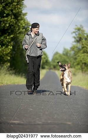 Stock Photo - Woman jogging with a Malinois or Belgian Shepherd Dog. Fotosearch