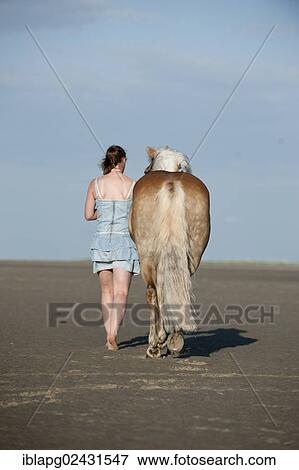 "Woman leading a Haflinger horse along the beach, St. Peter-Ording, Schleswig-Holstein, Germany, Europe" View Large Photo Image Stock Photo - "Woman leading a Haflinger horse along the beach, St. Peter-Ording, Schleswig-Holstein, Germany, Europe". Fotosearch