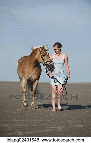 "Woman leading a Haflinger horse along the beach, St. Peter-Ording, Schleswig-Holstein, Germany, Europe" View Large Photo Image Stock Photo - "Woman leading a Haflinger horse along the beach, St. Peter-Ording, Schleswig-Holstein, Germany, Europe". Fotosearch