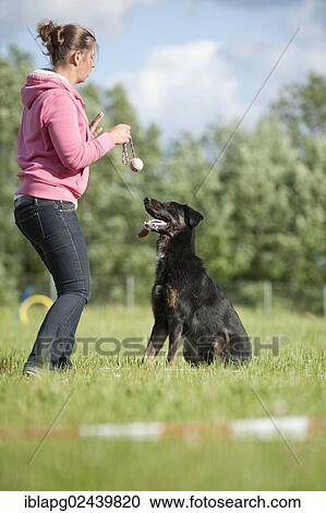 Woman longeing a mixed-breed dog View Large Photo Image Stock Image - Woman longeing a mixed-breed dog. Fotosearch