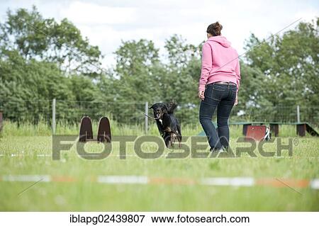 Woman longeing a mixed-breed dog View Large Photo Image Stock Photo - Woman longeing a mixed-breed dog. Fotosearch