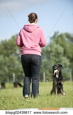 Woman longeing a mixed-breed dog View Large Photo Image Stock Photo - Woman longeing a mixed-breed dog. Fotosearch