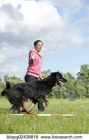 Woman longeing a mixed-breed dog View Large Photo Image Stock Photograph - Woman longeing a mixed-breed dog. Fotosearch
