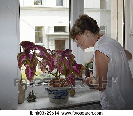 "Woman, mid 60s, watering flowers" View Large Photo Image Picture - "Woman, mid 60s, watering flowers". Fotosearch