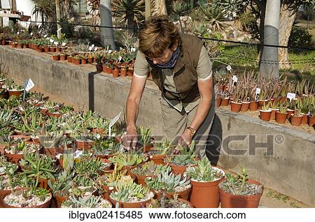 Woman observing succulent potted plants in Kokerboom Succulent Nursery in Vanrhynsdorp, Western Cape Province, South Africa, Africa View Large Photo Image Stock Photography - Woman observing succulent potted plants in Kokerboom Succulent Nursery in Vanrhynsdorp, Western Cape Province, South Africa, Africa. Fotosearch