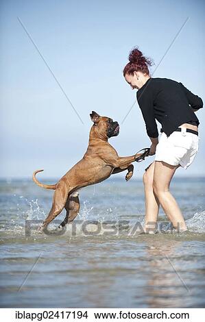 Picture - Woman playing with a boxer in the water, Baltic Sea, Mecklenburg-Western Pomerania, Germany, Europe. Fotosearch