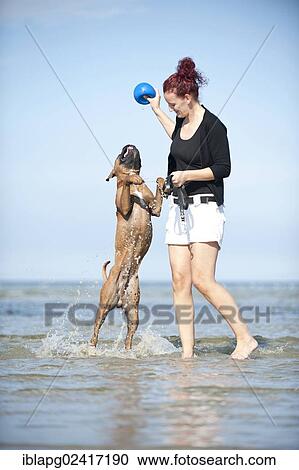 Woman playing with a boxer in the water, Baltic Sea, Mecklenburg-Western Pomerania, Germany, Europe View Large Photo Image Stock Image - Woman playing with a boxer in the water, Baltic Sea, Mecklenburg-Western Pomerania, Germany, Europe. Fotosearch