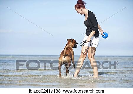 Stock Photo - Woman playing with a boxer in the water, Baltic Sea, Mecklenburg-Western Pomerania, Germany, Europe. Fotosearch