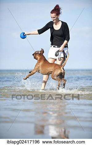 Woman playing with a boxer in the water, Baltic Sea, Mecklenburg-Western Pomerania, Germany, Europe View Large Photo Image Stock Photograph - Woman playing with a boxer in the water, Baltic Sea, Mecklenburg-Western Pomerania, Germany, Europe. Fotosearch