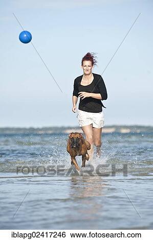 Woman playing with a Boxer in the water, Baltic Sea, Mecklenburg-Western Pomerania, Germany, Europe View Large Photo Image Stock Photograph - Woman playing with a Boxer in the water, Baltic Sea, Mecklenburg-Western Pomerania, Germany, Europe. Fotosearch