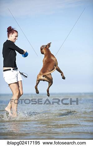 Woman playing with a boxer in the water, Baltic Sea, Mecklenburg-Western Pomerania, Germany, Europe View Large Photo Image Stock Photography - Woman playing with a boxer in the water, Baltic Sea, Mecklenburg-Western Pomerania, Germany, Europe. Fotosearch