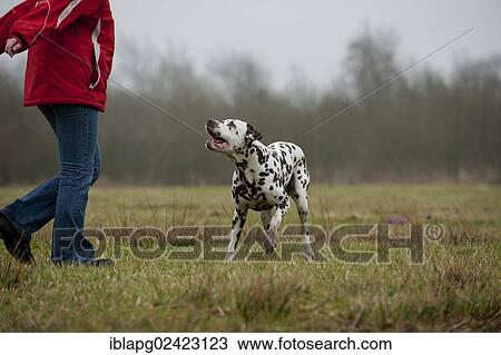Woman playing with a Dalmatian in a meadow View Large Photo Image Stock Image - Woman playing with a Dalmatian in a meadow. Fotosearch