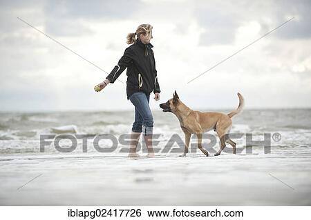 Woman playing with a Hollandse Herdershond, Dutch Shepherd, in the water, Sankt Peter-Ording, Schleswig-Holstein, Germany, Europe View Large Photo Image Stock Photograph - Woman playing with a Hollandse Herdershond, Dutch Shepherd, in the water, Sankt Peter-Ording, Schleswig-Holstein, Germany, Europe. Fotosearch