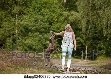 Woman playing with a Labrador Retriever View Large Photo Image Stock Image - Woman playing with a Labrador Retriever. Fotosearch
