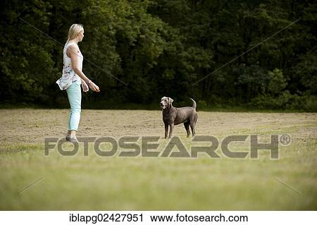 Woman playing with a Labrador Retriever on a meadow View Large Photo Image Stock Image - Woman playing with a Labrador Retriever on a meadow. Fotosearch