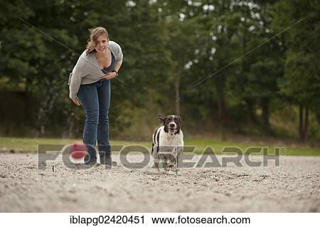 Woman playing with a Small Munsterlander View Large Photo Image Stock Image - Woman playing with a Small Munsterlander. Fotosearch