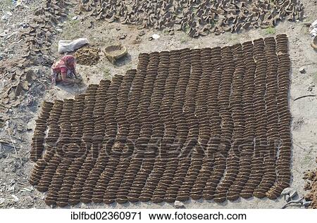 "Woman producing fuel from cow dung, drying in the sun at Sangam, Allahabad, India, Asia" View Large Photo Image Stock Image - "Woman producing fuel from cow dung, drying in the sun at Sangam, Allahabad, India, Asia". Fotosearch