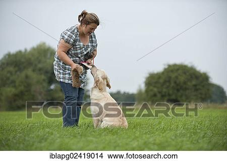 Woman rewarding a Golden Retriever View Large Photo Image Picture - Woman rewarding a Golden Retriever. Fotosearch