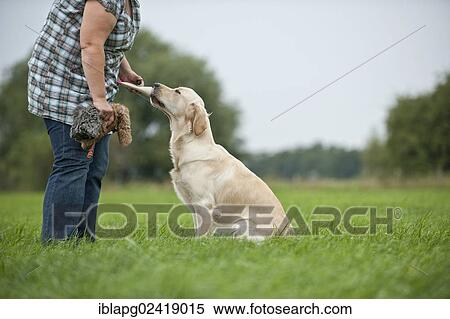 Woman rewarding a Golden Retriever View Large Photo Image Stock Photography - Woman rewarding a Golden Retriever. Fotosearch