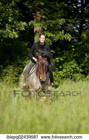 Woman riding a Belgian Draft Horse in a meadow View Large Photo Image Stock Photo - Woman riding a Belgian Draft Horse in a meadow. Fotosearch