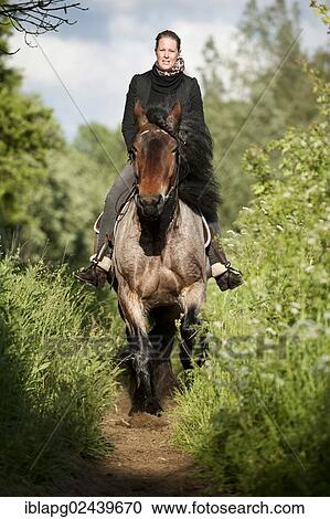 Woman riding a Belgian Draft horse View Large Photo Image Stock Image - Woman riding a Belgian Draft horse. Fotosearch