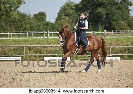 "Woman riding a galloping Hanoverian horse, Germany, Europe" View Large Photo Image Picture - "Woman riding a galloping Hanoverian horse, Germany, Europe". Fotosearch