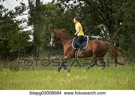 "Woman riding a galloping Hanoverian horse in a meadow, Germany, Europe" View Large Photo Image Picture - "Woman riding a galloping Hanoverian horse in a meadow, Germany, Europe". Fotosearch