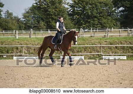 Stock Image - "Woman riding a galloping Hanoverian horse, Germany, Europe". Fotosearch