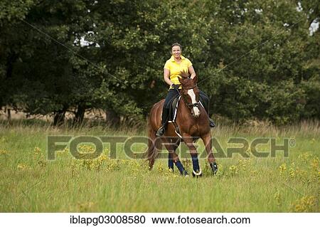 "Woman riding a galloping Hanoverian horse in a meadow, Germany, Europe" View Large Photo Image Stock Image - "Woman riding a galloping Hanoverian horse in a meadow, Germany, Europe". Fotosearch