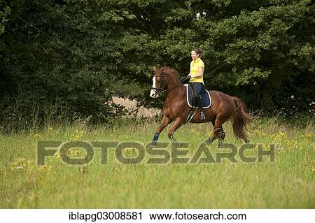 "Woman riding a galloping Hanoverian horse in a meadow, Germany, Europe" View Large Photo Image Stock Image - "Woman riding a galloping Hanoverian horse in a meadow, Germany, Europe". Fotosearch