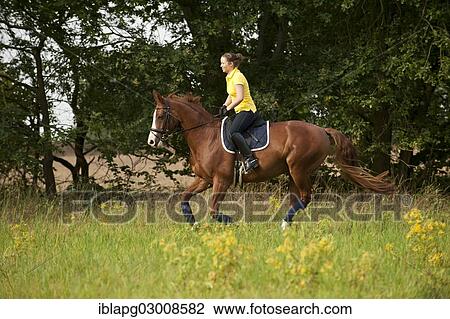 Stock Image - "Woman riding a galloping Hanoverian horse in a meadow, Germany, Europe". Fotosearch