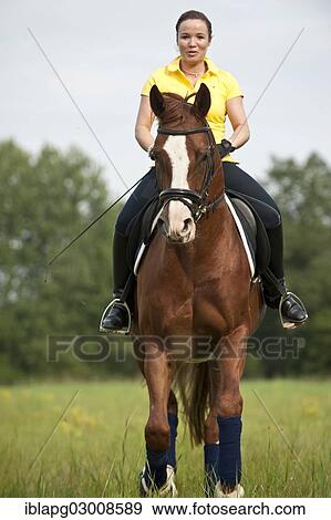 "Woman riding a galloping Hanoverian horse in a meadow, Germany, Europe" View Large Photo Image Stock Photo - "Woman riding a galloping Hanoverian horse in a meadow, Germany, Europe". Fotosearch