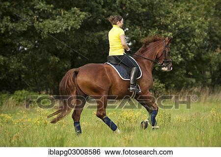 "Woman riding a galloping Hanoverian horse in a meadow, Germany, Europe" View Large Photo Image Stock Photograph - "Woman riding a galloping Hanoverian horse in a meadow, Germany, Europe". Fotosearch