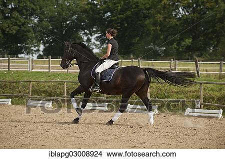 "Woman riding a galloping Holsteiner horse, Germany, Europe" View Large Photo Image Picture - "Woman riding a galloping Holsteiner horse, Germany, Europe". Fotosearch