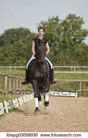 "Woman riding a galloping Holsteiner horse, Germany, Europe" View Large Photo Image Stock Image - "Woman riding a galloping Holsteiner horse, Germany, Europe". Fotosearch