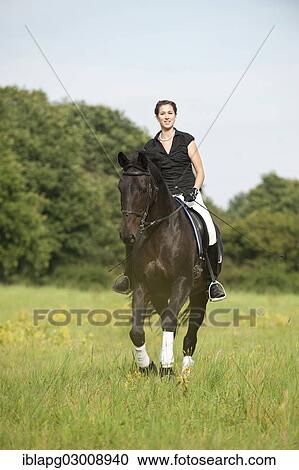 "Woman riding a galloping Holsteiner horse across a meadow, Germany, Europe" View Large Photo Image Stock Image - "Woman riding a galloping Holsteiner horse across a meadow, Germany, Europe". Fotosearch
