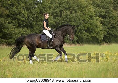 "Woman riding a galloping Holsteiner horse across a meadow, Germany, Europe" View Large Photo Image Stock Image - "Woman riding a galloping Holsteiner horse across a meadow, Germany, Europe". Fotosearch