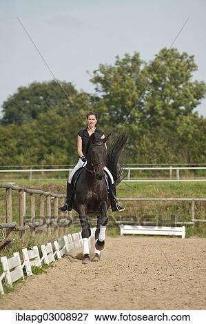 Stock Photo - "Woman riding a galloping Holsteiner horse, Germany, Europe". Fotosearch
