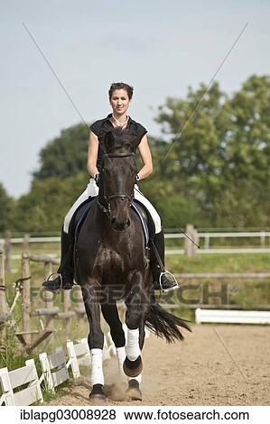 "Woman riding a galloping Holsteiner horse, Germany, Europe" View Large Photo Image Stock Photo - "Woman riding a galloping Holsteiner horse, Germany, Europe". Fotosearch